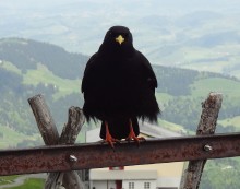 Crow